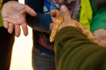 Die Junior-Ranger des Natur- und Tierparks Goldau lassen unter Anleitung eine Kornnatter über ihre Hände gleiten.